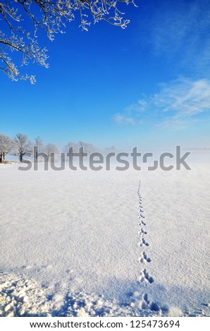 Wildlife tracks goes straight into a field with some mist and blue sky