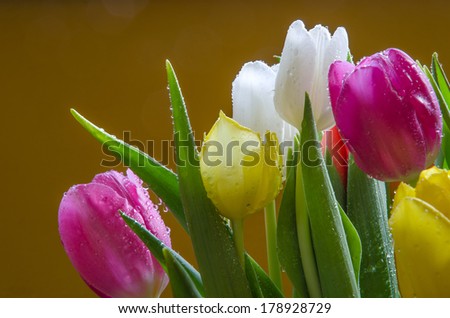 Bouquet of tulips in multi colors with water drops