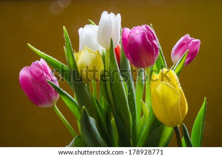 Bouquet of tulips in multi colors with water drops