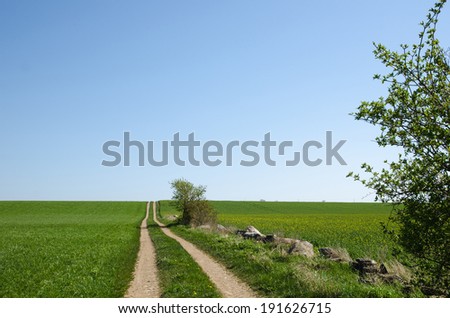 Country road at spring in a rural landscape