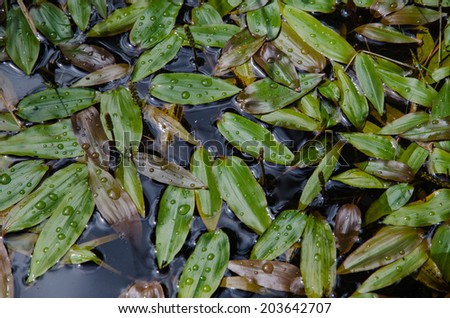 Background of fresh and shiny bog pond weed leaves pattern with water drops