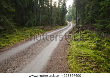 A green and mossy coniferous forest with a winding dirt road