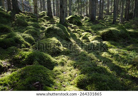 Green mossy backlit coniferous forest with tree trunks and mossy stones on ground. From the province Smaland in Sweden.