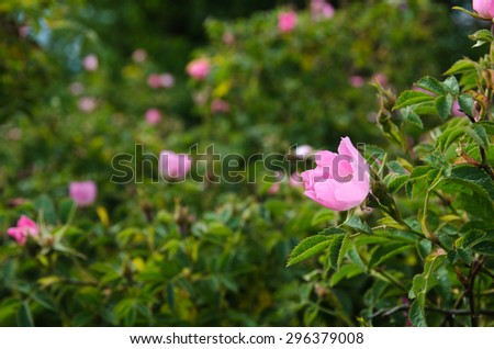 Bright shiny pink wild rose with softened wild roses shrub in the background