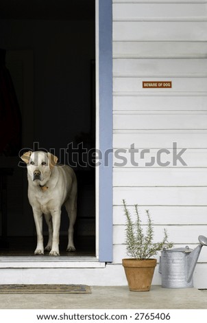A golden labrador in the wood-framed doorway of his home with a Beware of Dog sign with plant and waatering can.
