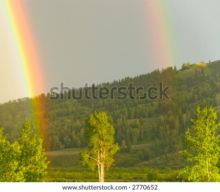 Double Rainbow in Forest