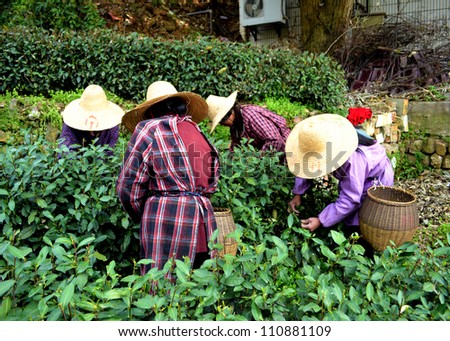 Farmer doing green tea plantation