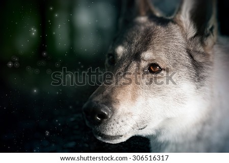 Red Riding Hood Series, The Big Bad Wolf, Close Up Portrait