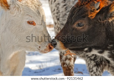 Two cows sharing a moment touching noses