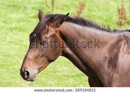 horse head - bay horse with eyes closed