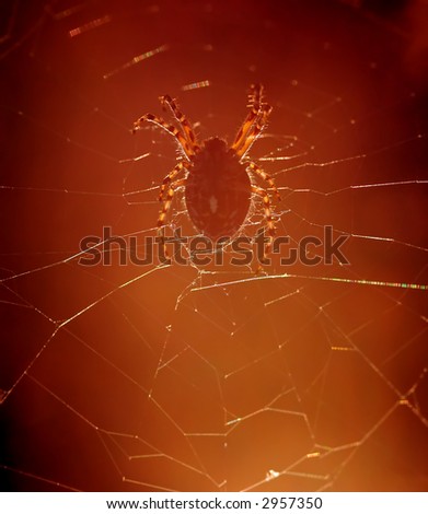 cross spider in back lighting