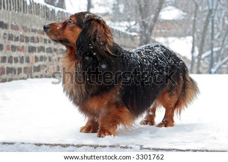 dachshund at drifting snow
