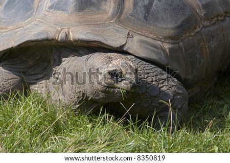 giant tortoise - detail of the head
