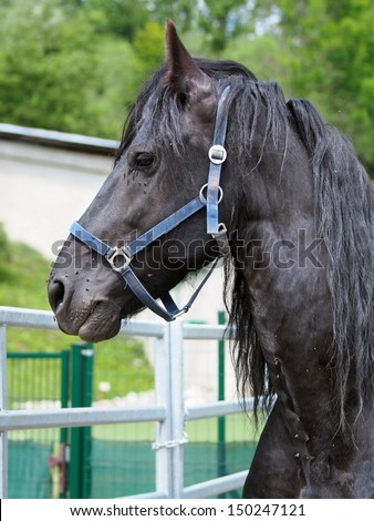 Side portrait of black horse with fence in background.
