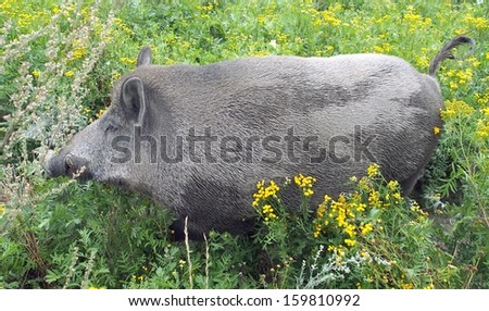 Summer view portraying black Wild boar or Wild pig in tall green vegetation. Genus: Sus scrofa.