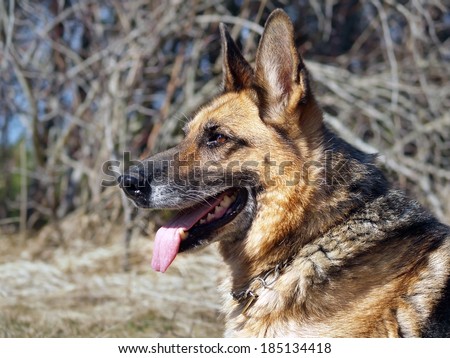 Side portrait of German shepherd dog outdoors with tongue out.