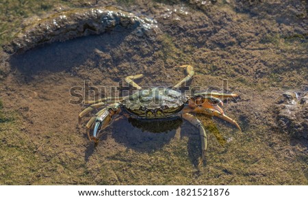 Foto Bild Krebs an der Nordseeküste