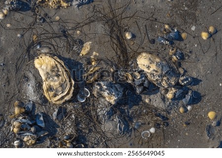 Foto Bild Austern im Wattenmeer