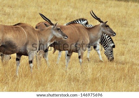grazing antelope and zebra at local animal preserve/Grasslands