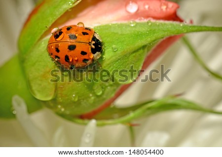 macro image of ladybug on rose/ Lady Bird Beetle