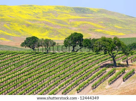A wine vineyard near Santa Barbara, California.