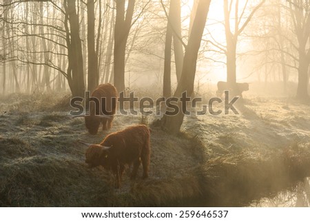 Highland cattle in the forest during a foggy sunrise in spring.