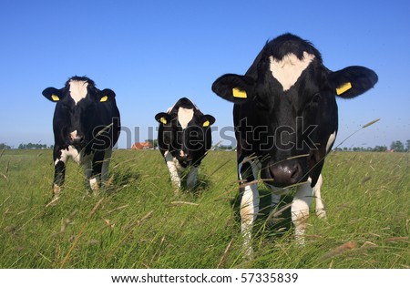 Curious Dutch cows in a meadow near the city of Groningen.