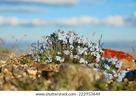 flowers forget me note on a mountain summer meadow