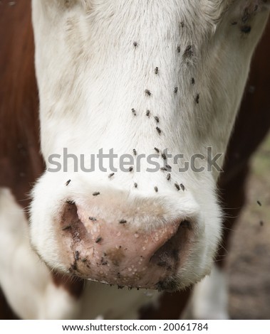 The cow and flies which to it prevent to live