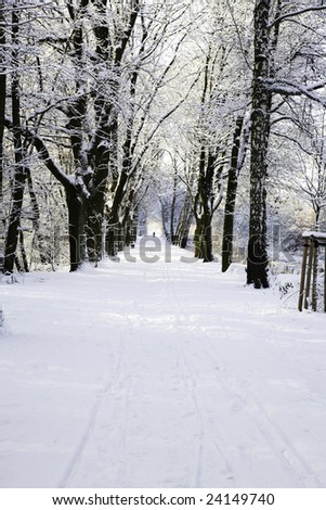 alley in winter forest, black and white