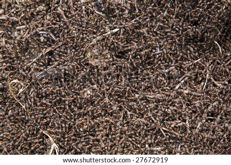 Anthill Forest and its inhabitants ants