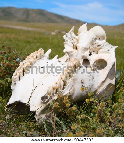 Cow skull lies on the grass
