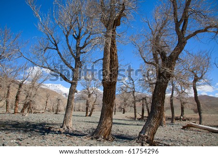 Dried-up river bed and the bare trees without leaves