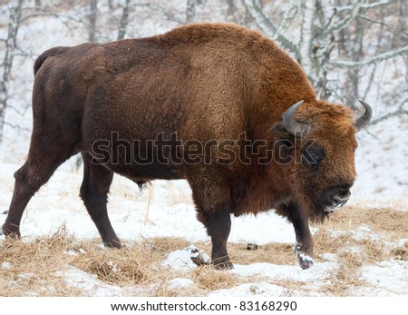 Bison winter day in the snow