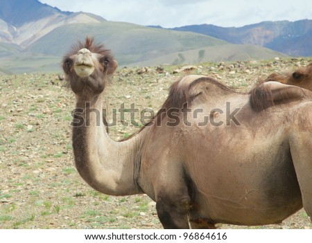 Bactrian camels in the steppes of the Mongolian Altai