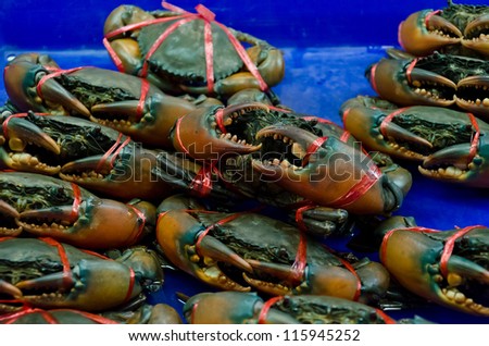 Life crab selling in the market of Thailand. Ready to be slaughter.
