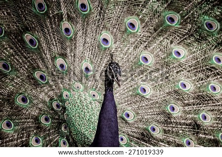 An Indian peafowl is spreading it\'s tail-feathers to the female in grunge style