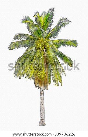 Watercolor palm tree drawing illustration in white isolated background with rich detail