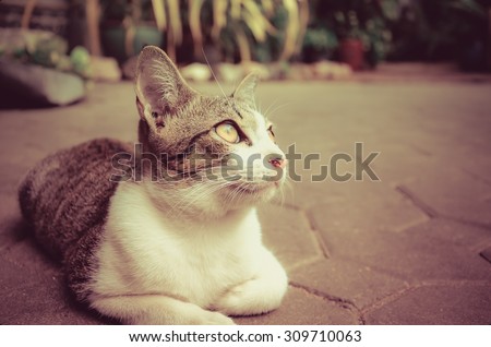 A cute little kitten cat pet is looking at the sky with blank space on the right in vintage retro color style