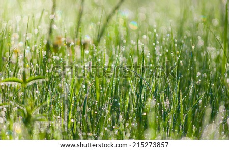 Close up of fresh thick grass with water drops in the morning