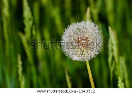 Dandelion against a blurred background about to blow off its seed pods - copy space