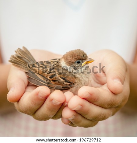 Similar – Image, Stock Photo Hand Holding Bird Feather Wing on Bokeh Background with sun light rays. Spring time season.