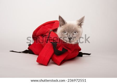 Beige cat in a red bag, photographed on a white background