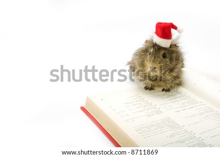 guinea pig wearing a santa hat, reading a book