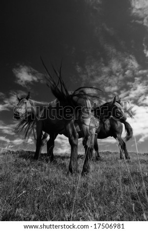 Black and white photo of some horses