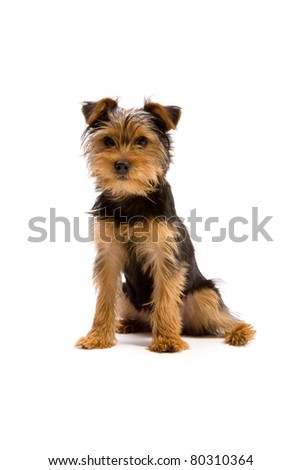 Adorable Yorkshire Terrier isolated on white