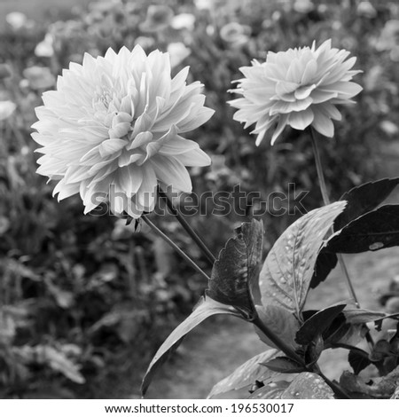Dahlias in among of flower field in black and white tone, for background.
