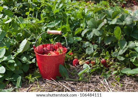 A red tin bucket filled with fresh strawberries on a strawberry field
