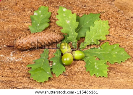 Autumn background with green acorn fruits, green oak tree leaves and a pine cone on barks background