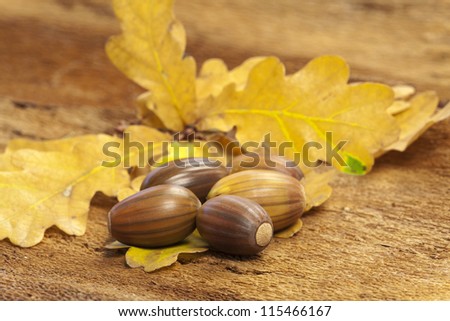 Some brown acorn fruits on yellow oak leaf on barks background